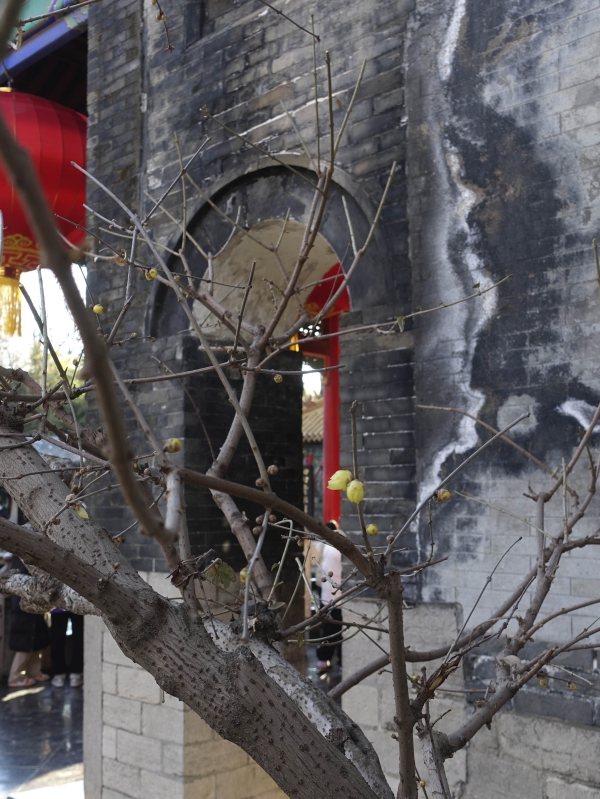 趵突泉的腊梅开了