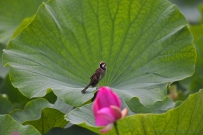 [原创]荷塘卫士