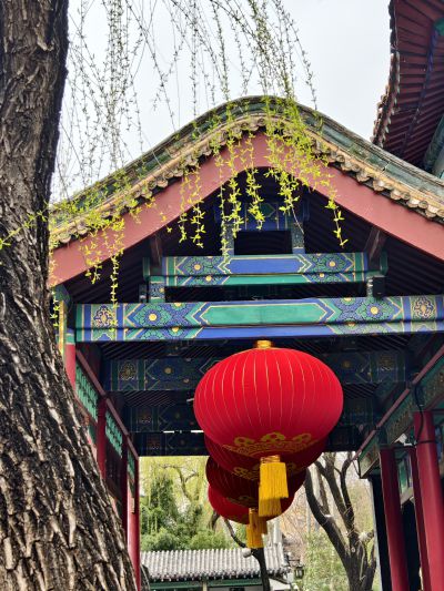 一丝垂柳吐绿芽3