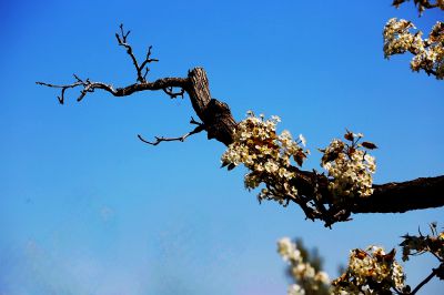 虬曲苍劲梨花枝（2）