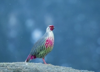 [原创]默默的守候