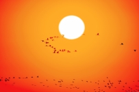 夕阳下的黄河三角洲