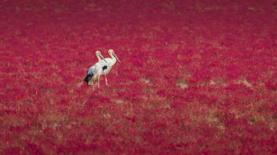 碱蓬草原上的俩国宝