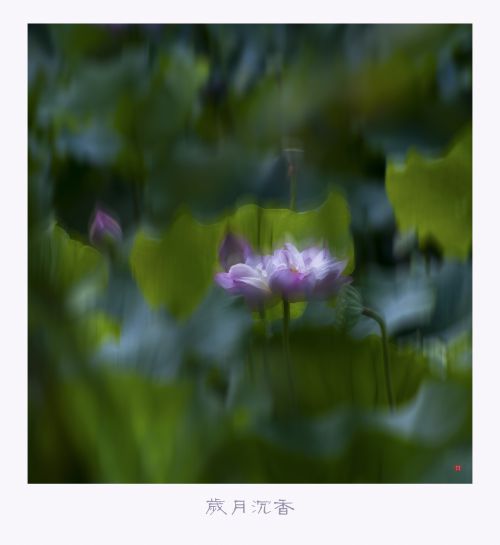 【岁月沉香】