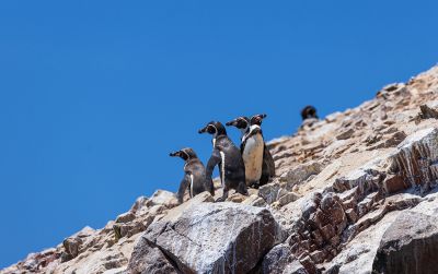 秘鲁皮斯科国家自然保护区鸟岛（二）