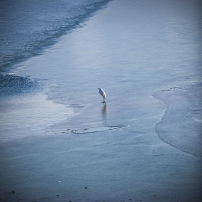 黄河沉沙池白鹭