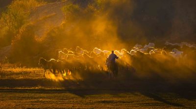 夕阳下的马群