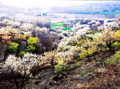 《如梦似幻四月春》