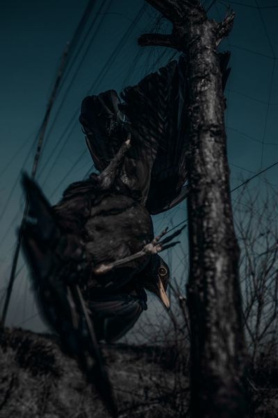 [原创]人祸 影调的情绪