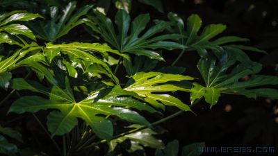 [原创]一抹墨绿叶