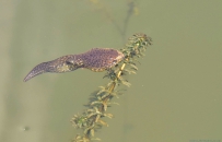 [原创]牛蛙之子