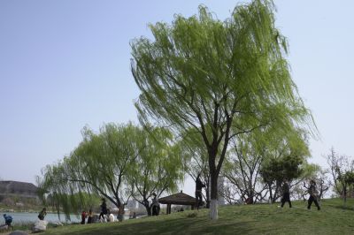 春风裁细柳，暖阳照人生