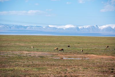 高原精灵—藏羚羊