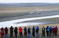 [原创]天鹅来了