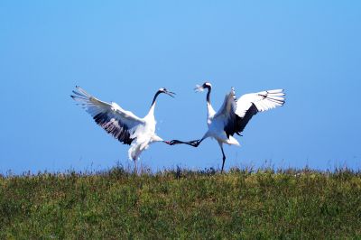 《鹤舞晴空戏草间》