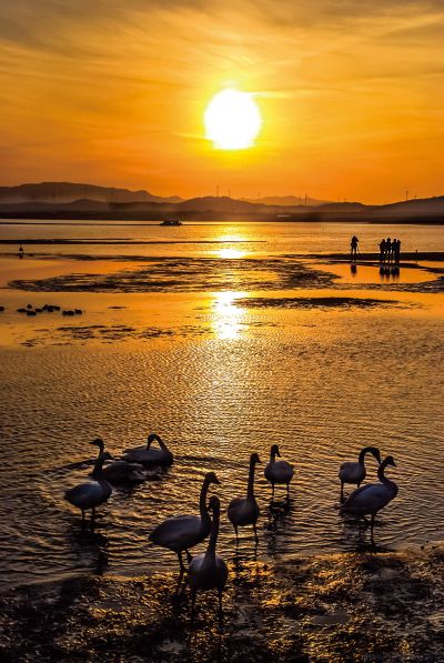 《风光旖旎天鹅湖》