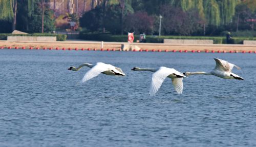 北龙湖湿地公园天鹅晨练