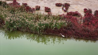 白鹭觅食红海滩
