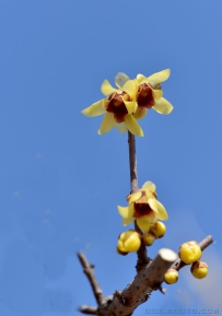 [原创]红心蜡梅开