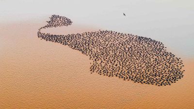 刘均峰《东方摄影 · 我的2024》：《黄河鸟浪》