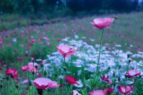 [原创]虞美人花