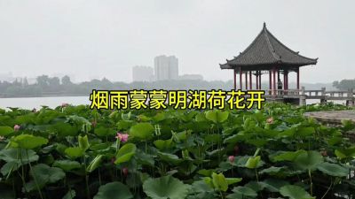 烟雨蒙蒙明湖荷花开