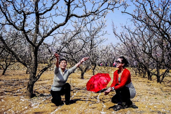 《尽情飘撒花瓣雨》