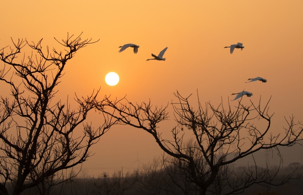 马丽《东方摄影 · 我的2023》：故乡的大天鹅