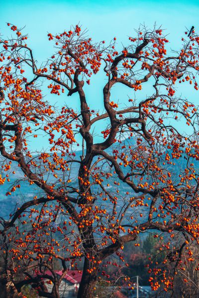 硕果累累，喜上眉梢。