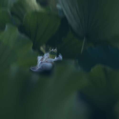 【荷塘，悅色】/2