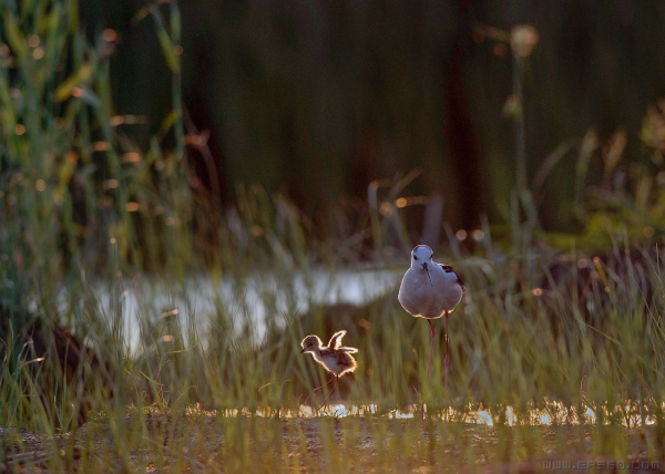 [原创]我要飞！