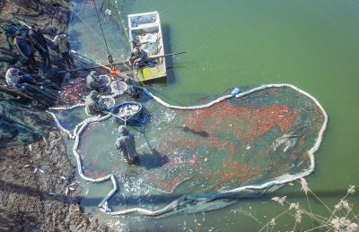 拉鱼苗（增值养殖）