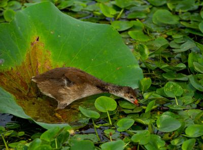 《莲叶藏幽禽》