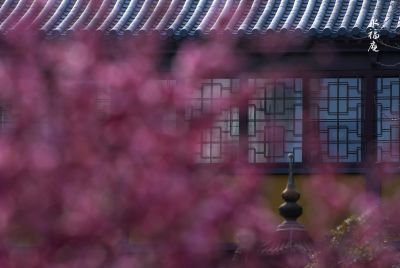 【禅意. 梅花】/永福庵/续