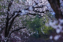 [原创]  半落梅花婉娩香