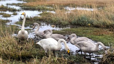 赛里木湖的一家子