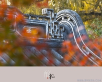 [原创]【醉  枫】