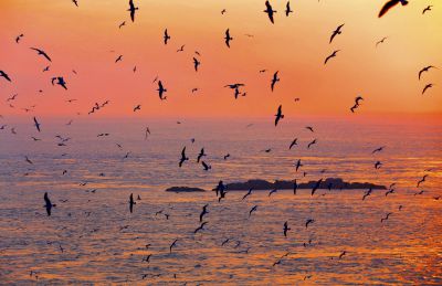 霞光中翱翔的海鸥