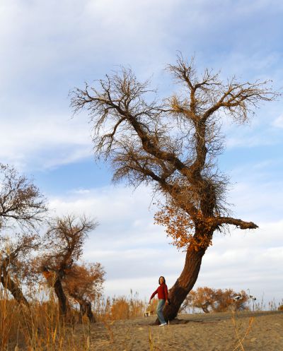 塔里木河畔的胡杨（2）