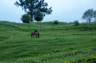 赤影双偎沐晨光