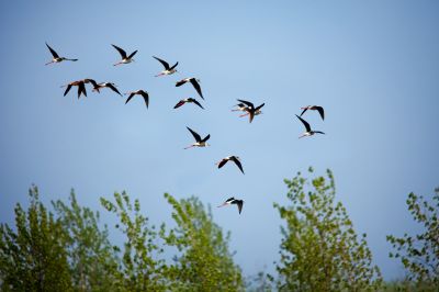 《自由的天使》