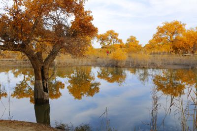 塔里木河畔的胡杨