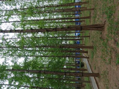 泉城公园的水杉林