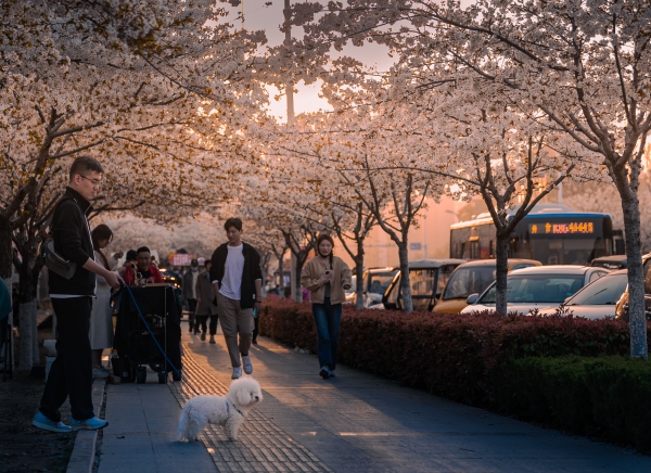 济宁樱花大道随拍