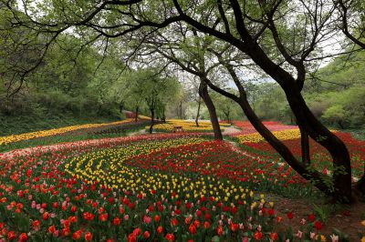 济南新八景作品投稿：红叶谷春色1
