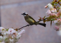 [原创] 樱花下的约定