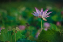 [原创] 世间唯有妙莲花