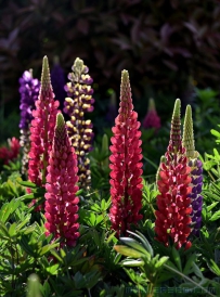 [原创]母亲节的鲜花