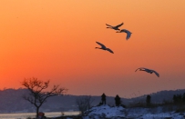 [原创]逐光掠影---祝新年快乐