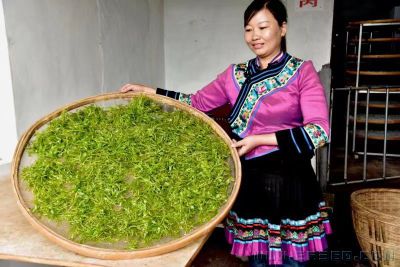 苗族茶园喜获丰收